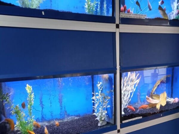 Aquarium Structural-600
